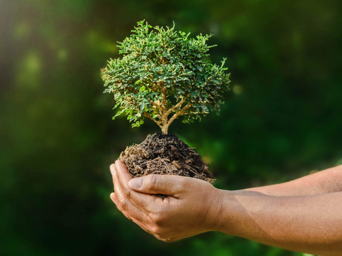 Amadeus | Sustainable Jewellery | Benefits of planting trees